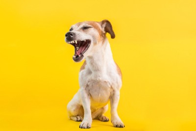 口を開けている犬