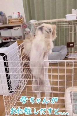 立ち上がるちぷちゃん