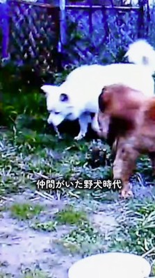 地面を見つめて歩きまわる犬たち