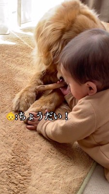 犬の口からおやつを取る赤ちゃん
