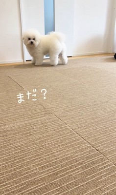 お兄ちゃんが帰宅時のエマくん&ハルくん4