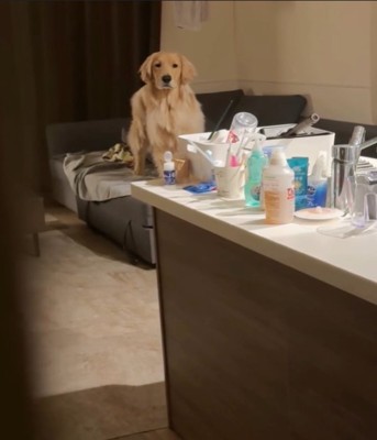 ソファの端で止まる犬2