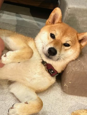 横になってお腹を見せる柴犬