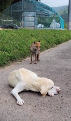 心配そうに見守るコンちゃん