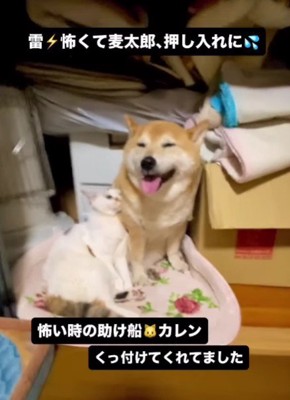 押し入れに隠れる麦太郎ちゃん