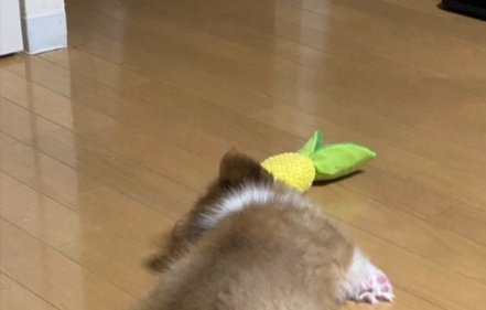 遊び