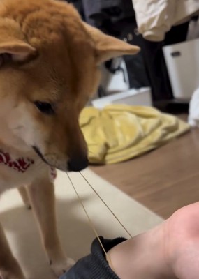 引っ張り始めるそら君