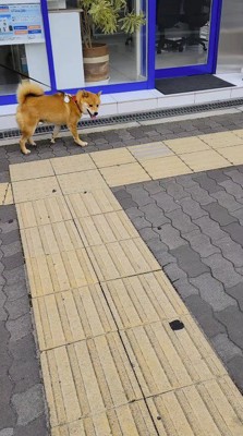 再び女性をふり返る犬
