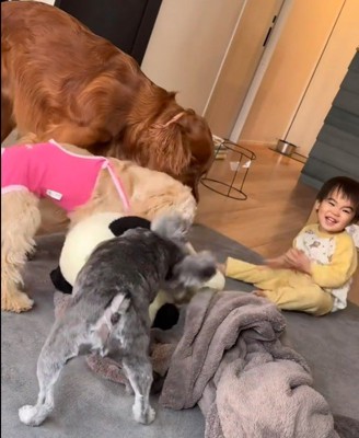 遊ぶワンコたちと男の子2