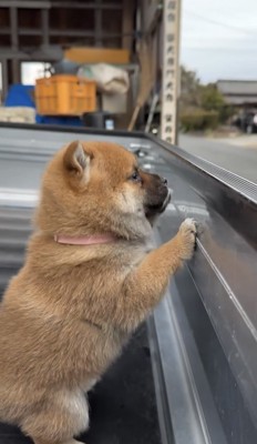 荷台の外を見る子犬