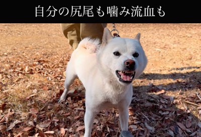 唸る柴犬