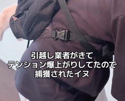 テンション上がったボブくんを捕獲