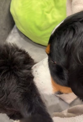 おしりの匂いをクンクン♪