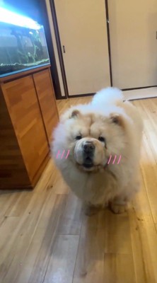 笑顔で飼い主を見つめる犬