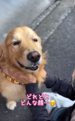 撫でられて嬉しいゆずくん