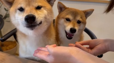 おやつを食べる2匹の犬