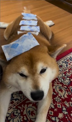 お散歩後のやまと君6