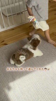 男の子の後ろをついていく子犬