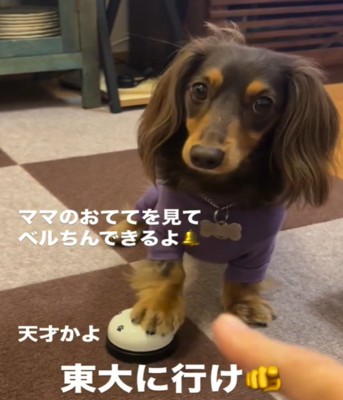 ベルを鳴らす犬1