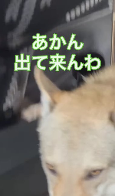 テレビから離れていくチェコスロバキアンウルフドッグ