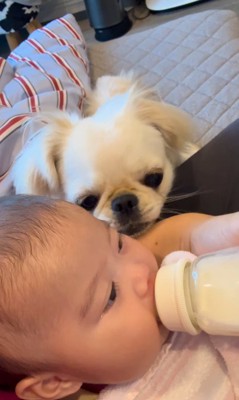 ミルクを飲む姿をじーっ