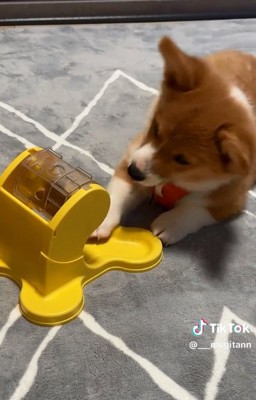 届かないむぎちゃん