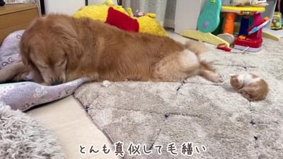 親子のような2匹