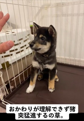 芸の練習中のもずくちゃん