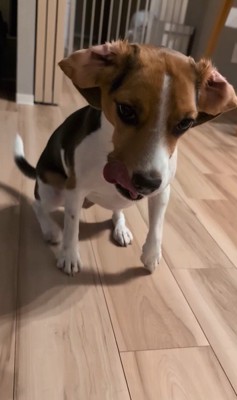 ペルルちゃんの「待て」9