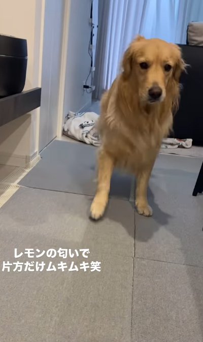 後ずさりする大型犬