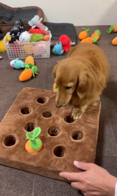 ララちゃんの人参収穫8