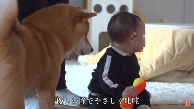 優しく怒るはちくん