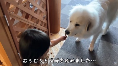 シュシュちゃんにオヤツをあげるも…