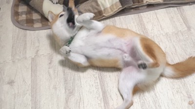 敗北を悔しがる幾三くん