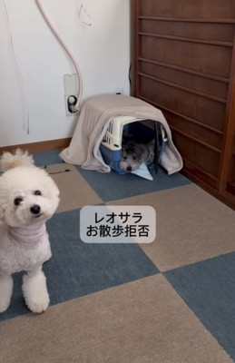 散歩を拒否する犬