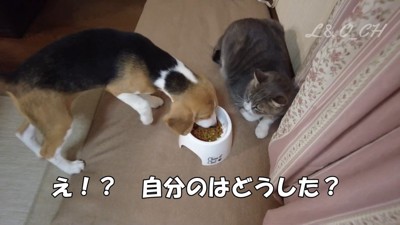 レオくんのご飯を奪うペコちゃん3