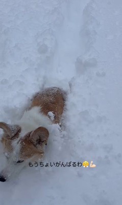 雪に埋もれるポムちゃん⑩