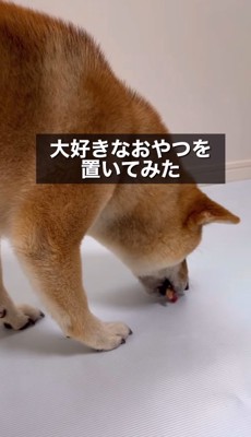 オヤツを置いてみた