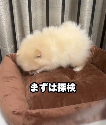 小さいソファの上に子犬