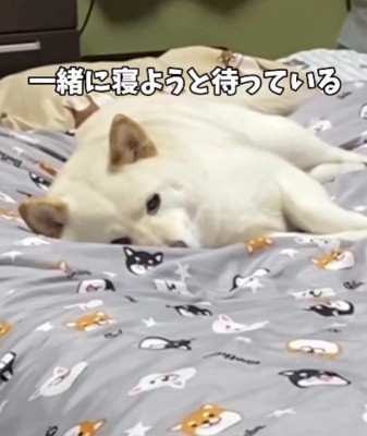 「早く一緒に寝よう」