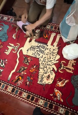 お腹を撫でてもらう小型犬