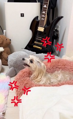 怒りMAXの茶々ちゃん