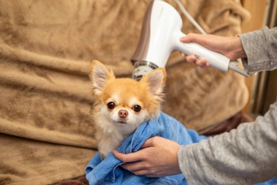 体を乾かされているチワワ