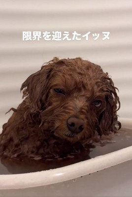 体が傾くピノちゃん