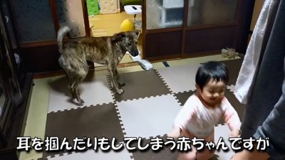 加減して遊ぶりゅうちゃん