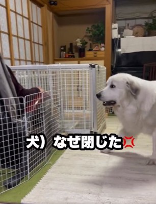 怒るドレミちゃん