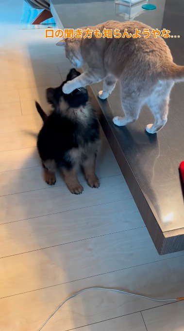 子犬の顔に前足を乗せる猫