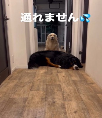 寝そべる犬と座っている犬