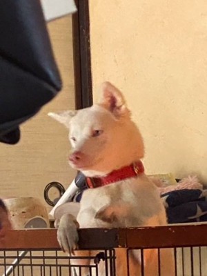 成長したトックちゃん