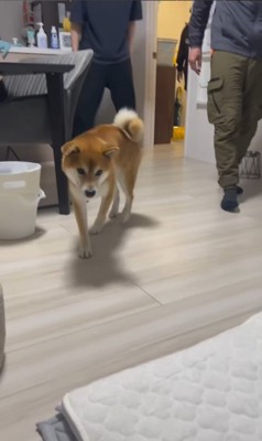 こてつ君と赤ちゃんの初対面